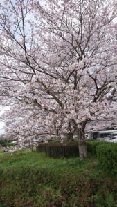 DSC_0475-e1554355597272-169x300